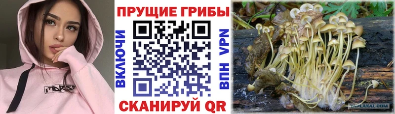 Галлюциногенные грибы Psilocybe Усть-Катав